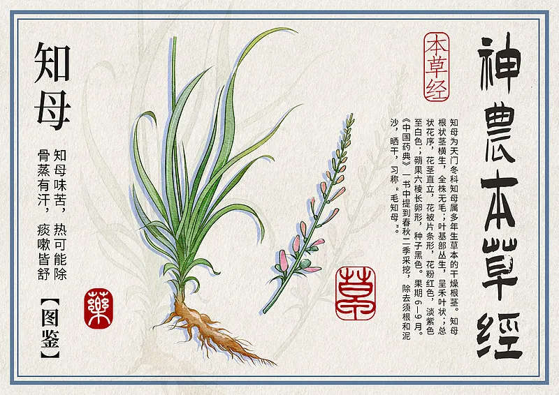 中药炮制知多少——知母炮制